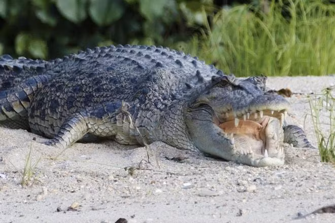 Tuy nhiên, dù có sức mạnh đáng sợ, cá sấu nước mặn vẫn phải đối mặt với những mối đe dọa đáng kể do mất môi trường sống và bị săn bắn.