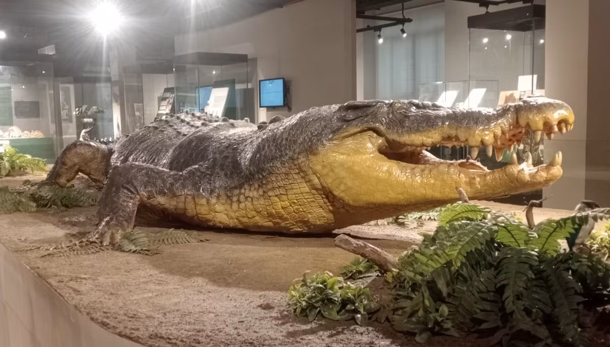 Trung bình, cá sấu nước mặn đực đạt chiều dài 17 feet (5,2 m) và nặng khoảng 1.000 pound (450 kg). Tuy nhiên, các nhà sinh vật học đã từng tìm thấy những mẫu vật dài 23 feet (7 m) và nặng 2.200 pound (1.000 kg). Trong ảnh là cá sấu nước mặn “Lolong” – con cá sấu lớn nhất từng bị bắt trong tự nhiên với tổng chiều dài 6,17 m (hơn 20 ft) và nặng 1.075 kg (2370 lb). Ảnh: Lara Mesoga.