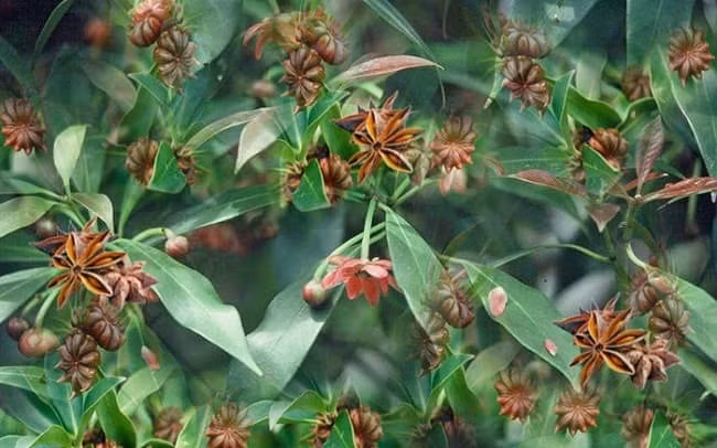  Cây đại hồi hay đại hồi hương hoặc bát giác hồi hương hoặc đơn giản chỉ là cây hồi hay tai vị hoặc hoa hồi, danh pháp khoa học Illicium verum. Đây là một loài cây gia vị có mùi thơm tương tự như cây tiểu hồi, thu được từ vỏ quả hình sao.