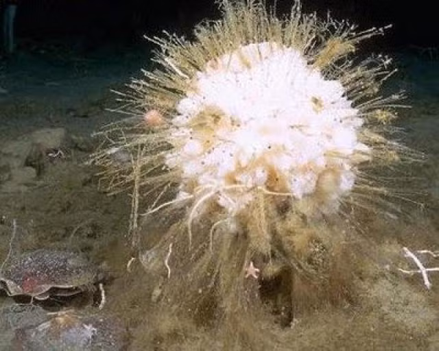 Có thể do nhiệt độ cực thấp ở Nam Cực nên bọt biển Nam Cực, những sinh vật bất động này có tốc độ tăng trưởng vô cùng chậm. Một số ước tính cho thấy loài này có thể sống tới 1.550 năm.