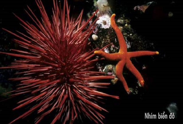 Nhím biển đỏ chỉ có ở Thái Bình Dương, dọc theo bờ biển phía Tây của Bắc Mỹ. Loài này sống ở vùng nước nông, có độ sâu 90m.