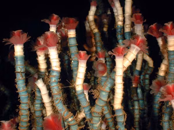 Giun ống Vestimentiferan có chiều dài cơ thể lên đến 3m và thường sống tập trung thành những nhóm rất đông, có thể lên tới hàng nghìn con.