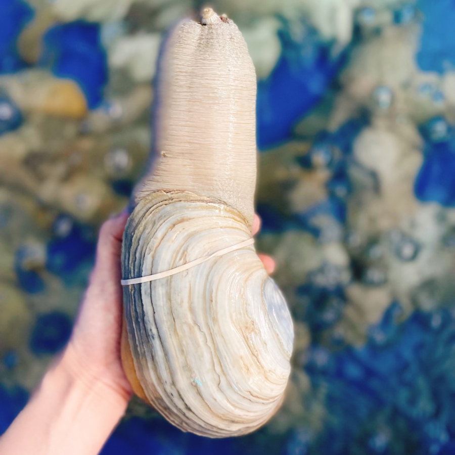 Ốc vòi voi có nguồn gốc từ Tây Bắc Thái Bình Dương, là loài vật có thể sống hơn 165 năm.