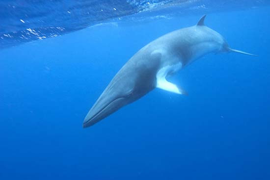 Là loài động vật có vú sống lâu nhất trên thế giới, cá voi Nam cực có thể sống tới 211 tuổi.