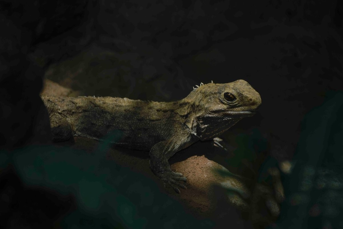 Điều đặc biệt, tuổi thọ của chúng có thể tới 200 năm. Chúng cũng chịu được nhiệt độ siêu lạnh, nhịn thở tới một giờ và nhìn thấy ánh sáng từ con mắt thứ ba trên đỉnh đầu.