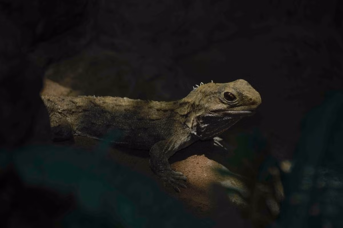 Điều đặc biệt, tuổi thọ của chúng có thể tới 200 năm. Chúng cũng chịu được nhiệt độ siêu lạnh, nhịn thở tới một giờ và nhìn thấy ánh sáng từ con mắt thứ ba trên đỉnh đầu.