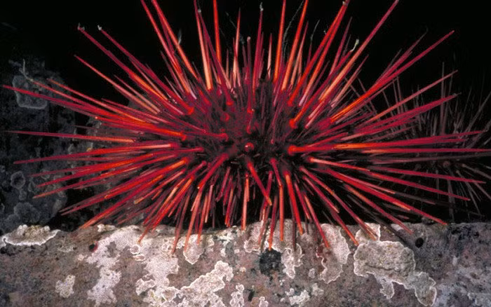 Chúng di chuyển bằng cách sử dụng gai như chiếc cà kheo. Tuổi thọ của loài này lên tới hơn 200 năm.