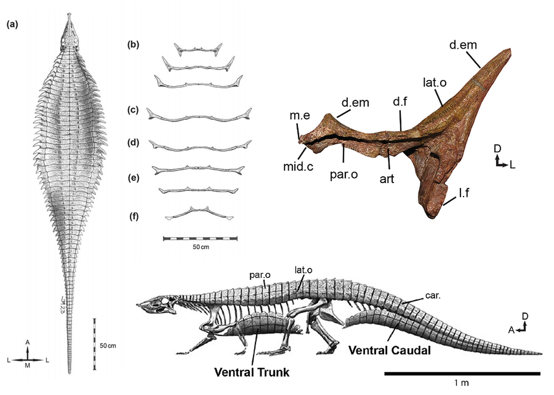 Từ năm 1989, hài cốt hóa thạch của Garzapelta muelleri đã được khai quật. Tuy nhiên, đến giờ, qua bộ giáp đáng sợ, nó mới được xác định là một loài mới. Điều này cũng làm tăng thêm sự đa dạng của nhóm Aetosaur tại khu vực bang Texas.