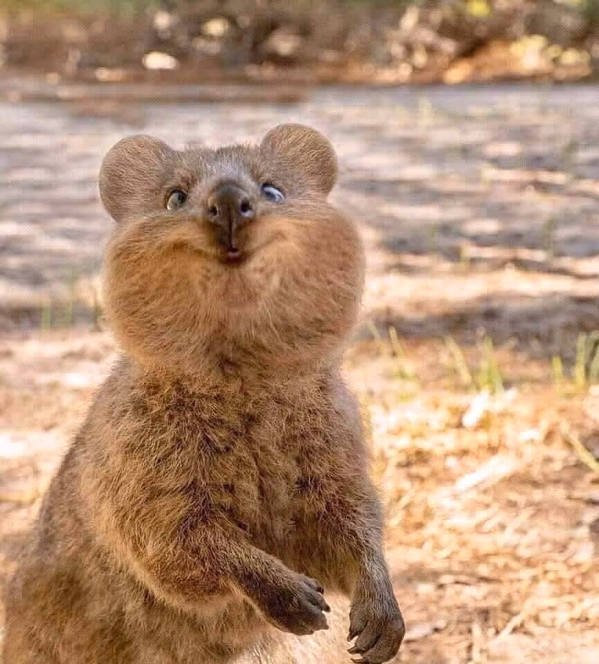 Những con Quokka có cân nặng vào khoảng 2,5kg cho đến 5kg, dài từ 40 tới 90 cm tùy con và có đuôi như chuột. Quokka ăn cỏ và rau củ, chủ yếu đi kiếm ăn vào ban đêm.