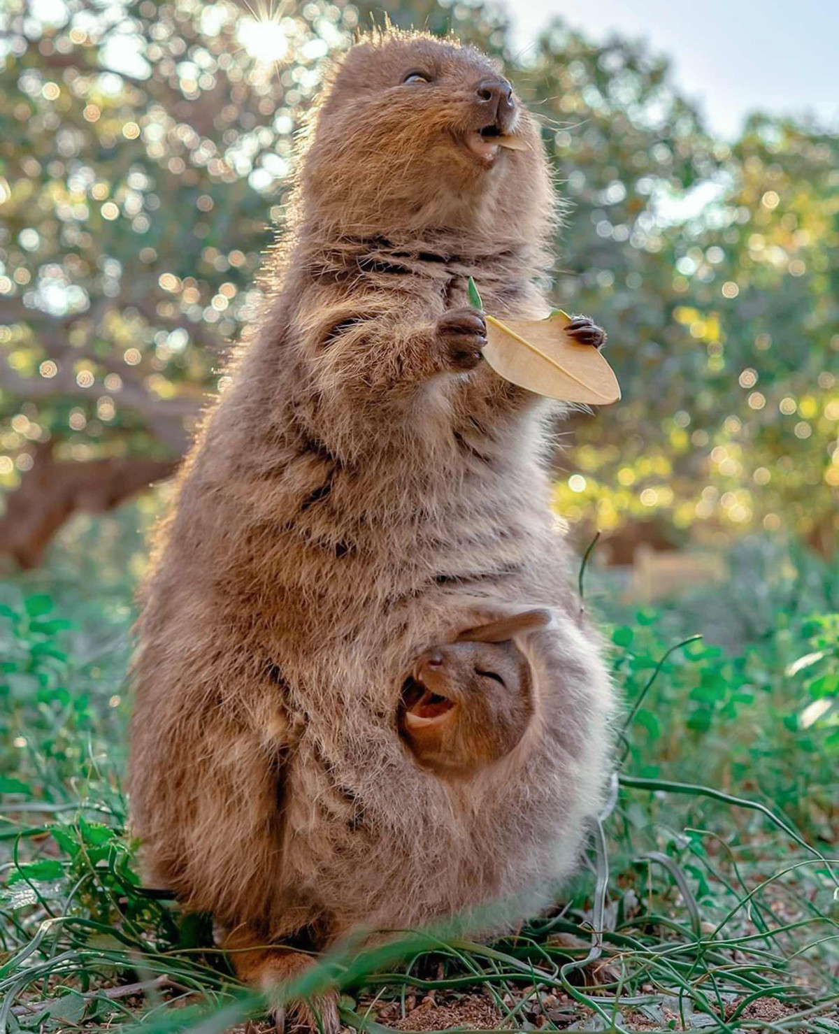 Cũng giống như các con thú có túi khác, những bà mẹ quokka mang theo những con quokka con, được gọi là joey trong những chiếc túi nhỏ trước bụng.