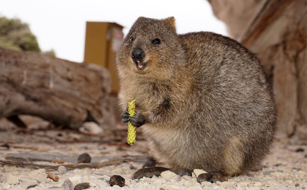 Chúng sẽ nuốt toàn bộ thức ăn mà không nhai, sau đó nôn ra và ăn lại.