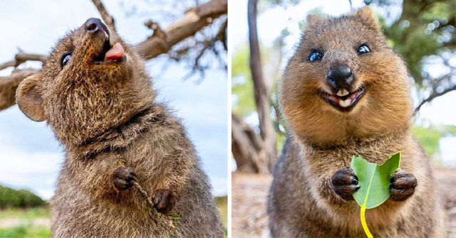 Quokka ăn cỏ và rau củ, chủ yếu đi kiếm ăn vào ban đêm. Khi cần, chúng có thể chúng có thể leo cao tới 2 mét để ngoạm những chiếc lá cây ngon lành.