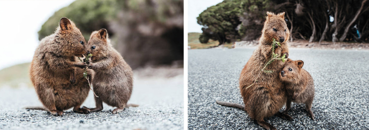Sau khi nguy hiểm qua đi, các bà mẹ này đi tìm lá cây bỏ vào bụng trước, sau đó đi tìm con cho vào túi, mẹ con lại chơi đùa như chưa từng có chuyện gì xảy ra.