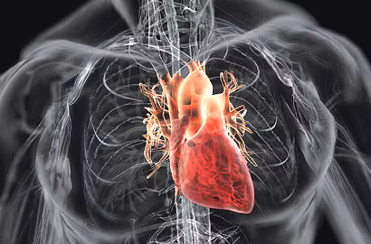 Tim. Lão hóa từ tuổi 40. Mạch máu dần mất đi sự đàn hồi, động mạch cũng có thể trở nên cứng hoặc bị tắc, nguyên nhân gây ra sự thay đổi này là do chất béo tích tụ ở động mạch vành, dẫn tới hiệu quả truyền máu của tim tới toàn bộ cơ thể cũng bắt đầu giảm xuống.