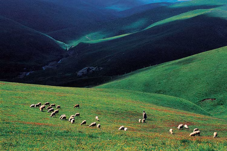Vẻ đẹp yên bình của thung lũng với đàn gia súc nhởn nhơ gặm cỏ.