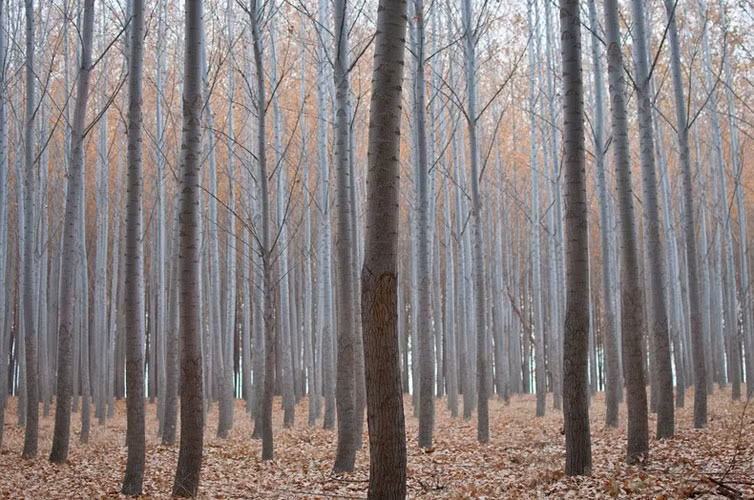 Các tấm gỗ bạch dương từ Oregon được xuất khẩu trên toàn thế giới tới Trung Quốc, Indonesia, Malaysia cũng như Mexico.