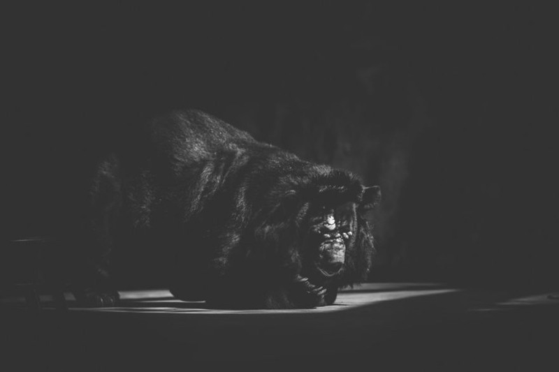 Cuộc sống ngột ngạt trong những chiếc chuồng chật chội./.