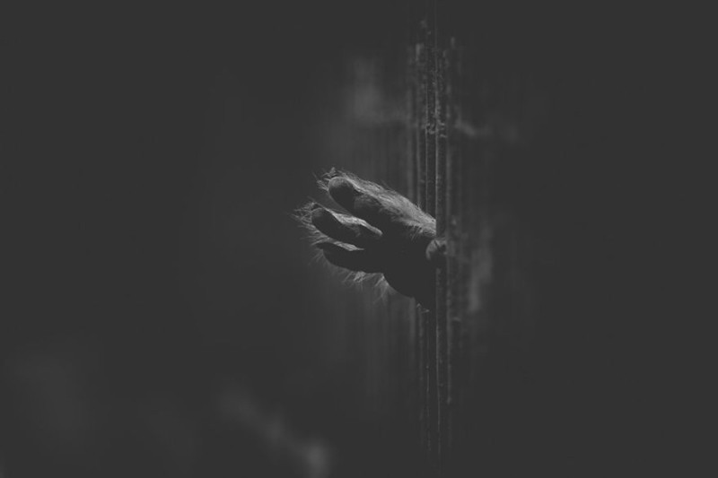 Thế giới không có tự do cũng giống như chỉ còn 2 màu đen trắng cùng nỗi buồn và sự cô độc. Đó dường như chính là thông điệp mà tác giả muốn truyền tải qua những tác phẩm ám ảnh của mình.