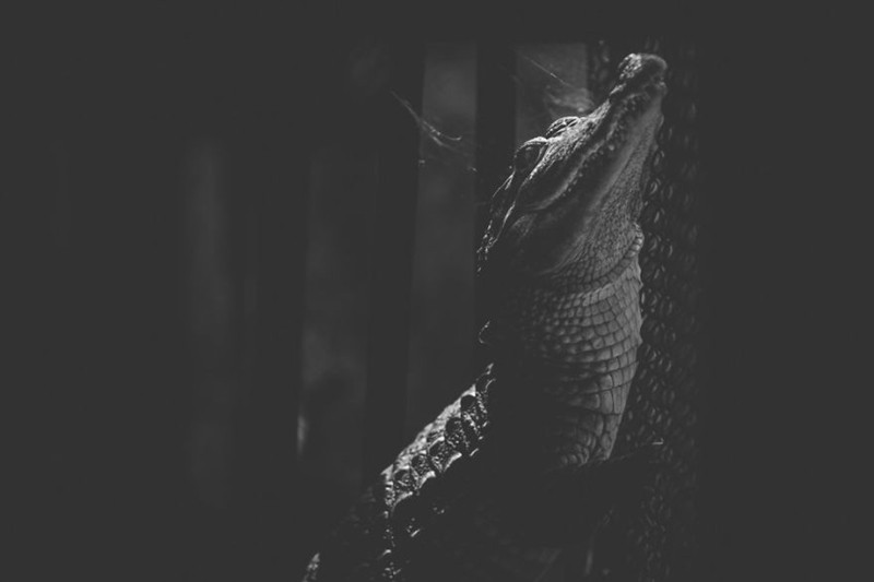 Khoảng cách xa vời để chạm đến tự do.