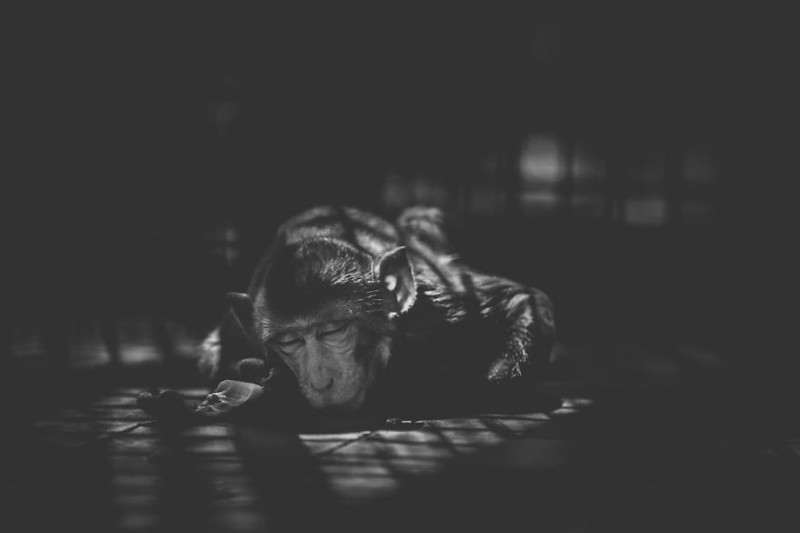 Không phải sở thú nào cũng giống nhau nhưng nhiếp ảnh gia Shafiqul Islam đã dùng những bức ảnh của mình kể câu chuyện về cuộc sống bị giam cầm của các động vật tội nghiệp trong sở thú Mirpur ở Dhaka, Bangladesh.