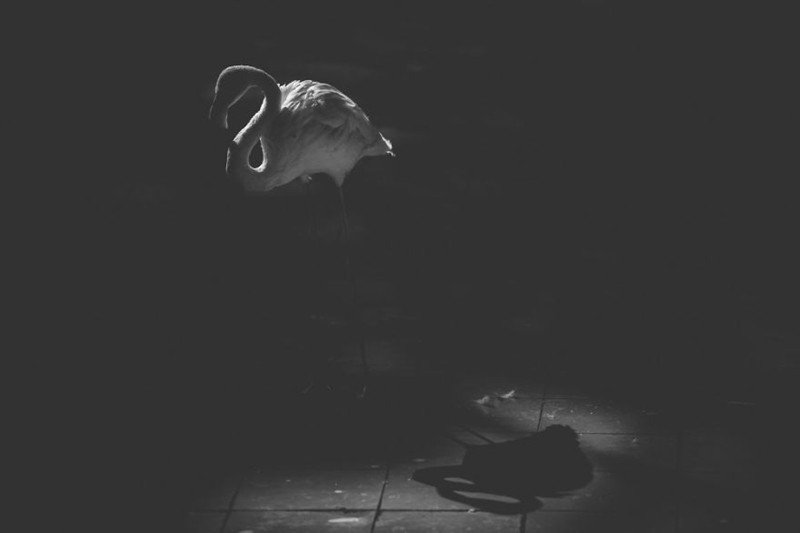 Bị tách biệt khỏi đồng loại và môi trường sống tự nhiên, các loài động vật trong sở thú ở Bangladesh luôn ủ rũ và cô độc.