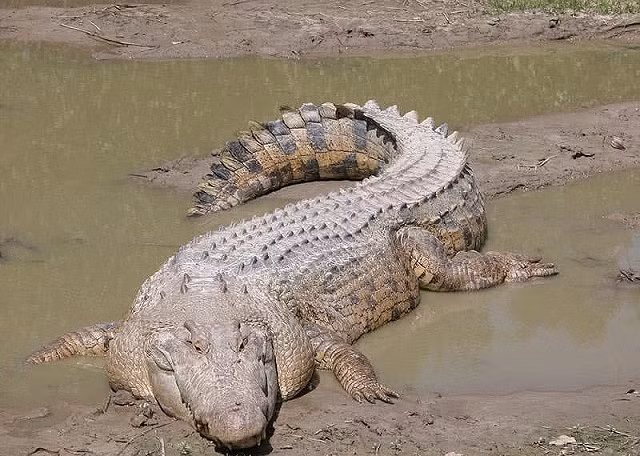 Ron nguoi nhung dong vat san moi dang so nhat hanh tinh-Hinh-3