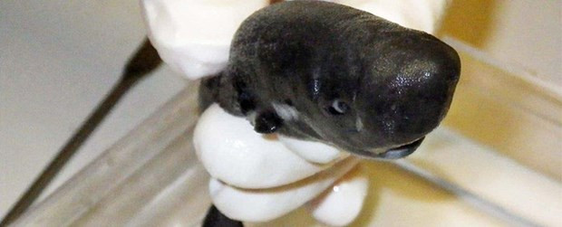 Sửng sốt phát hiện cá mập tí hon phát sáng trong đêm dưới biển Sung sot phat hien ca map ti hon phat sang trong dem duoi bien