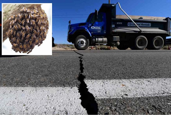 Dong dat khung khiep khien hang ngan con ong chet hang loat