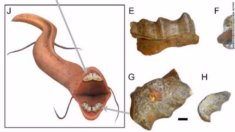 Sung sot phat hien sinh vat khong lo tung song o sa mac Sahara