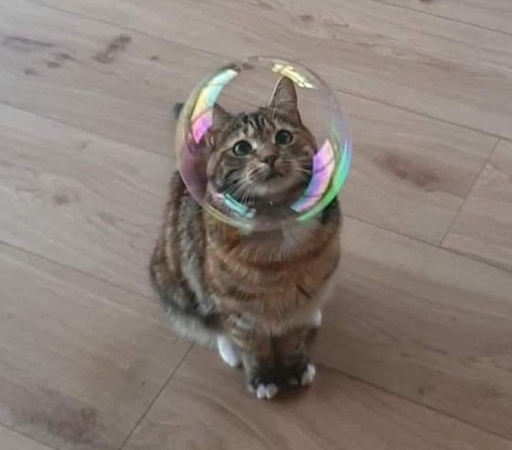 Hình ảnh đúng khoảnh khắc, như mèo đội mũ phi hành gia.