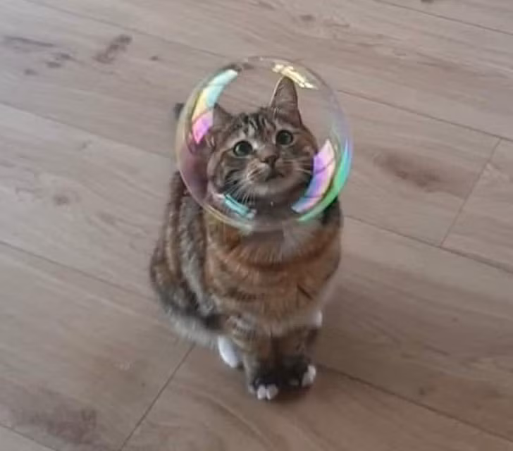 Hình ảnh đúng khoảnh khắc, như mèo đội mũ phi hành gia.