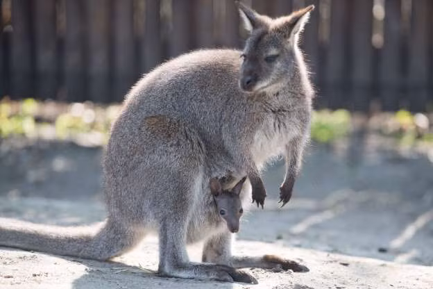 Chú kangaroo nhỏ được mẹ che chở trong chiếc "túi" an toàn ở vườn thú Hoyerswerda, Đức.