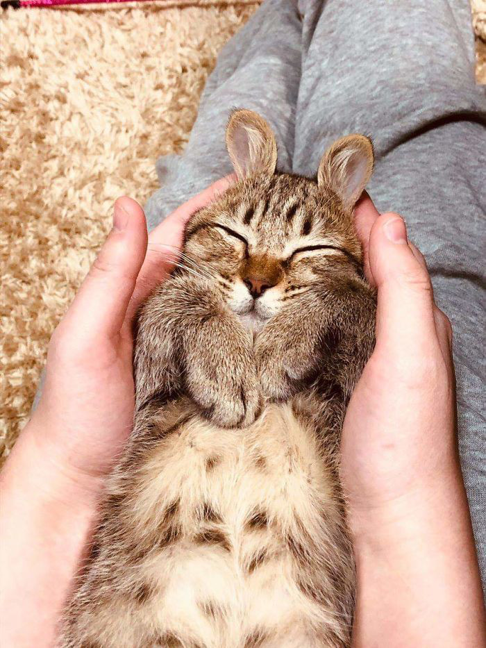 Mèo thỏ hay thỏ mèo?