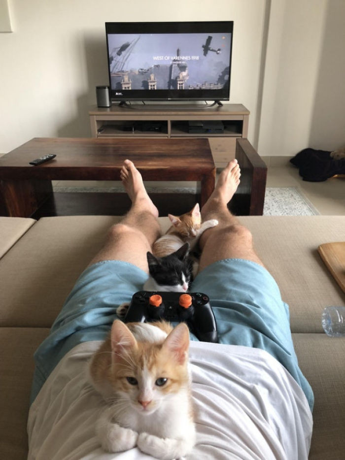 "Kế hoạch chơi điện tử của tôi bị hủy bỏ, tất cả là tại lũ mèo này".