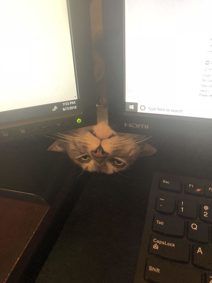 "Này con người, có nhìn thấy tôi không?"