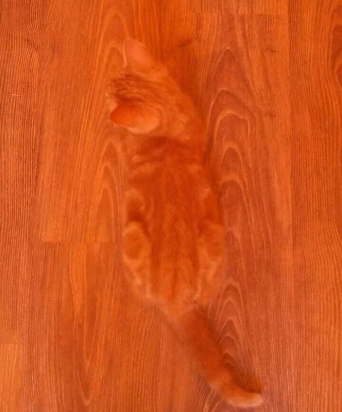 Tài năng ngụy trang đáng kinh ngạc của loài mèo. 