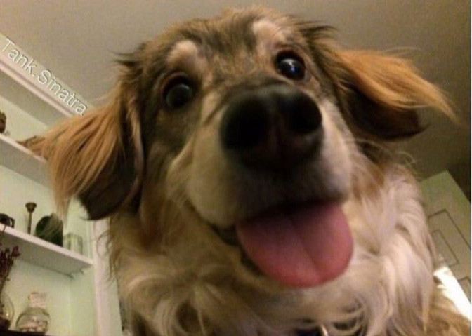 Để có một bức hình "sâu đíp", chú chó nhỏ phải phô hết tài lẻ mình có ra.