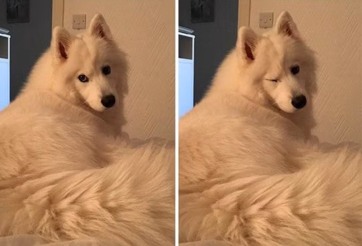 Thích thì vào đây tạo dáng với tớ nào?