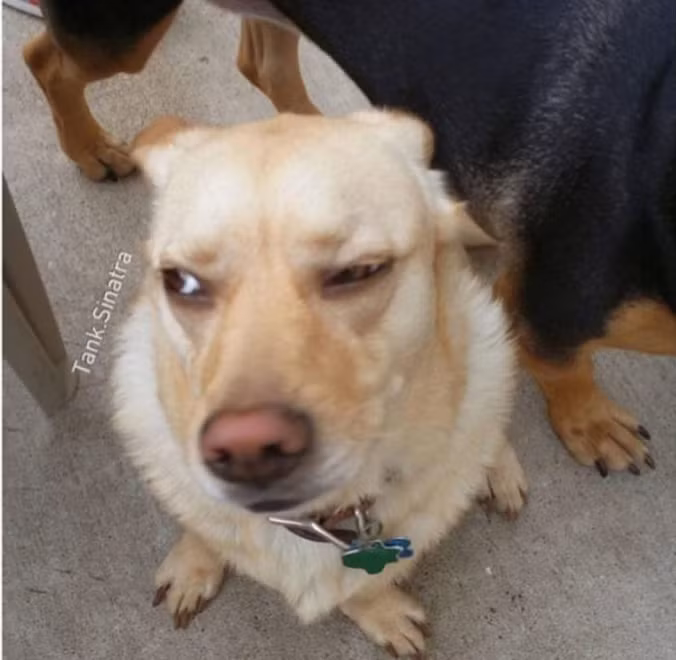 Loài chó là loài động vật có nhiều biểu cảm "khó đỡ" nhất khiến chúng ta không thể thôi cười nghiêng ngả. Đây phải chăng là ánh mắt hờn ghen khi cô chủ vỗ về một chú cún khác mà tớ không hề thích?