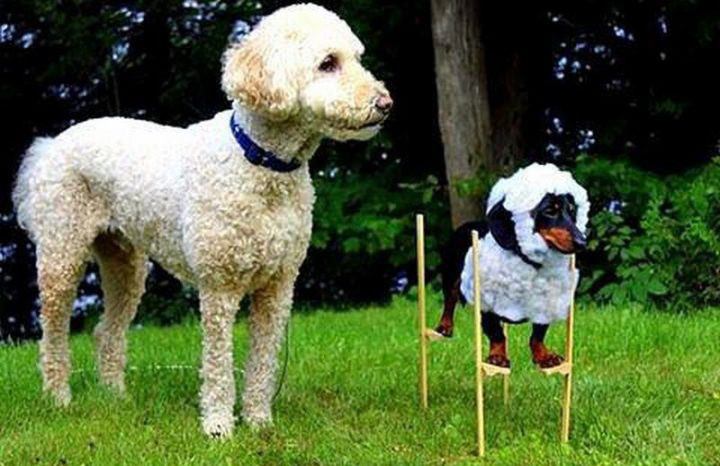 Có gì mà nhìn? Yêu thế không biết à?