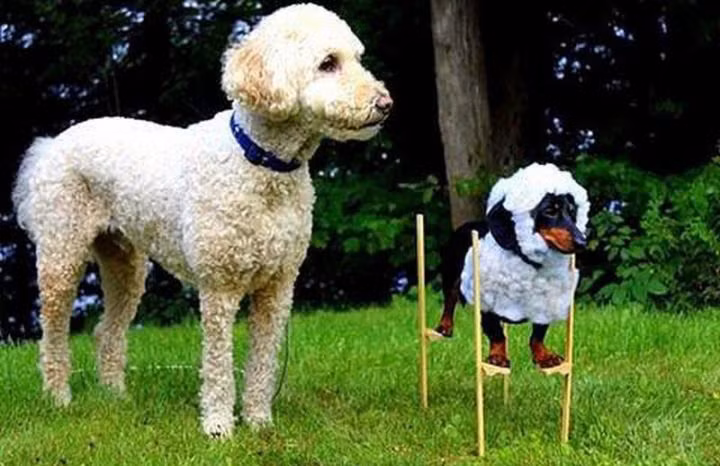 Có gì mà nhìn? Yêu thế không biết à?