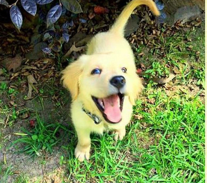 Biểu cảm "phởn" trông thấy của con chó hạnh phúc.