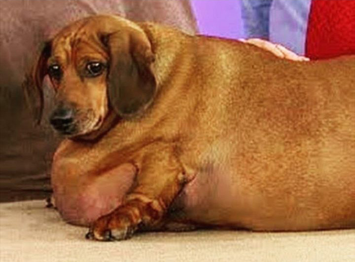 Ánh mắt hờn dỗi cả thế giới khi bạn phải nhịn để dáng đẹp, eo thon?