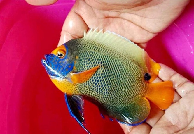 Tùy theo nhu cầu của người chơi cá và đơn hàng, anh Hậu đặt hàng cho các thợ lặn trong vùng tìm để “săn” các loại cá kiểng độc, lạ mắt ngoài khơi, dưới độ sâu từ 10-20m. Ảnh Nguyễn Ngọc