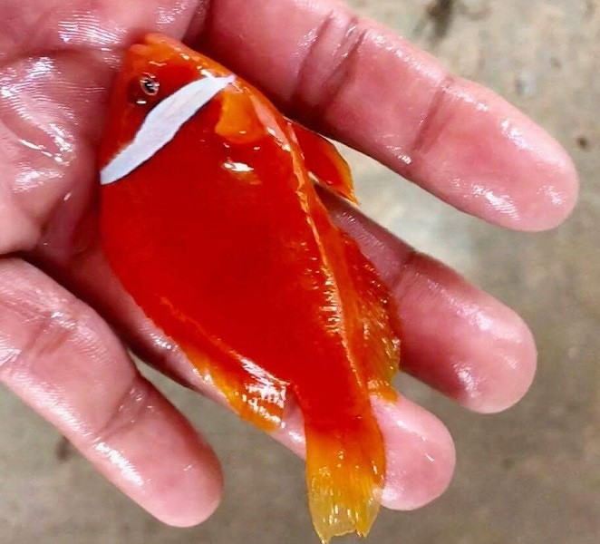 Hiện tại, anh Hậu đang chuẩn bị làm mô hình nuôi cá cảnh biển ngay trên cảng biển Lý Sơn, môi trường nước biển tự nhiên nơi đây sẽ giúp cho việc nuôi cá thuận lợi hơn. 