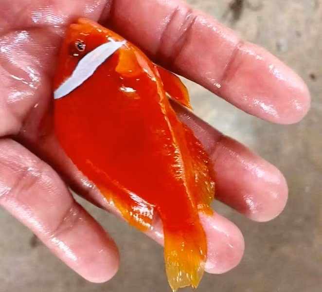 Hiện tại, anh Hậu đang chuẩn bị làm mô hình nuôi cá cảnh biển ngay trên cảng biển Lý Sơn, môi trường nước biển tự nhiên nơi đây sẽ giúp cho việc nuôi cá thuận lợi hơn. 