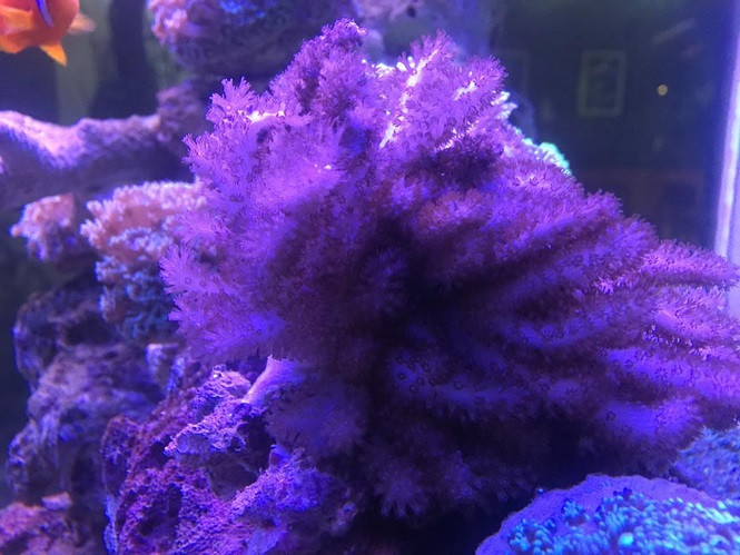 ##s### “Cá cảnh biển đòi hỏi môi trường nuôi rất nghiêm ngặt và độ mặn phải phù hợp, đa phần là lấy nước biển về nuôi. Tuy nhiên, trong quá trình nuôi lâu dài, độ mặn nước biển có thể thay đổi do ảnh hưởng môi trường và nhiệt độ trên đất liền. Do vậy, nuôi cá cảnh biển rất kén chủ dù rất nhiều người thích vẻ đẹp của nó”, Dương Trung Hậu đúc kết. Ảnh Nguyễn Ngọc