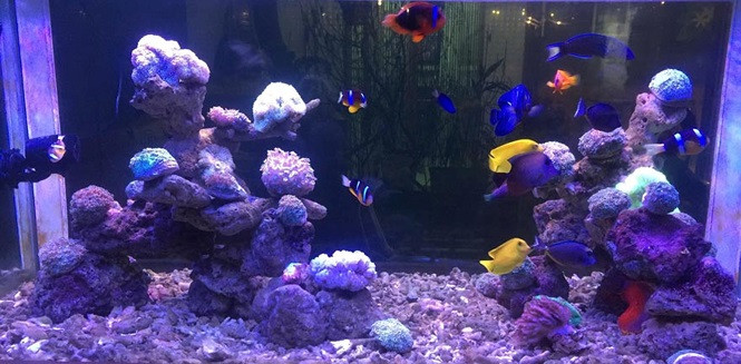  Tuy nhiên lúc đầu do chưa nắm vững được các kỹ thuật nuôi cá biển, độ mặn thay đổi khiến cá cảnh bị chết hàng loạt, khiến Hậu thiệt hại hơn 100 triệu đồng. Mô hình nuôi cá cảnh biển của anh Dương Trung Hậu như một “đại dương thu nhỏ” ở trên đất liền. Ảnh Nguyễn Ngọc