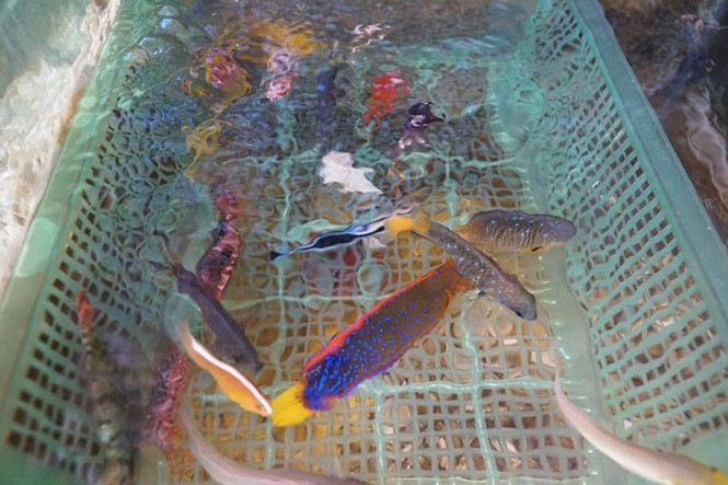  Từ giữa năm 2017, tận dụng phần đất trống trước sân nhà của gia đình tại thôn Đông, xã An Vĩnh, huyện Lý Sơn, Hậu đã đầu tư 15 triệu đồng xây bể khoảng 20m2, mua máy oxy....để nuôi và bán cá biển nuôi làm kiểng. Giá bán cá thấp từ vài chục nghìn đồng/con, nhiều thì từ 300-500 nghìn đồng/con, thu lợi nhuận hàng chục triệu đồng/tháng. Ảnh Nguyễn Ngọc