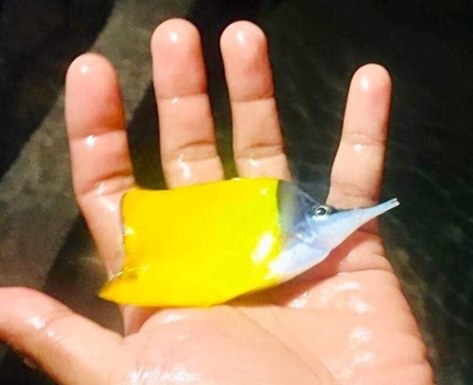  Thức ăn cho cá cảnh biển rất đơn giản dùng thức ăn bột như nuôi cá nước ngọt, hay là cá viên nhỏ. Tuy vậy, một số loại cá cần có rong tảo biển để giúp cá phát triển nhanh hơn.